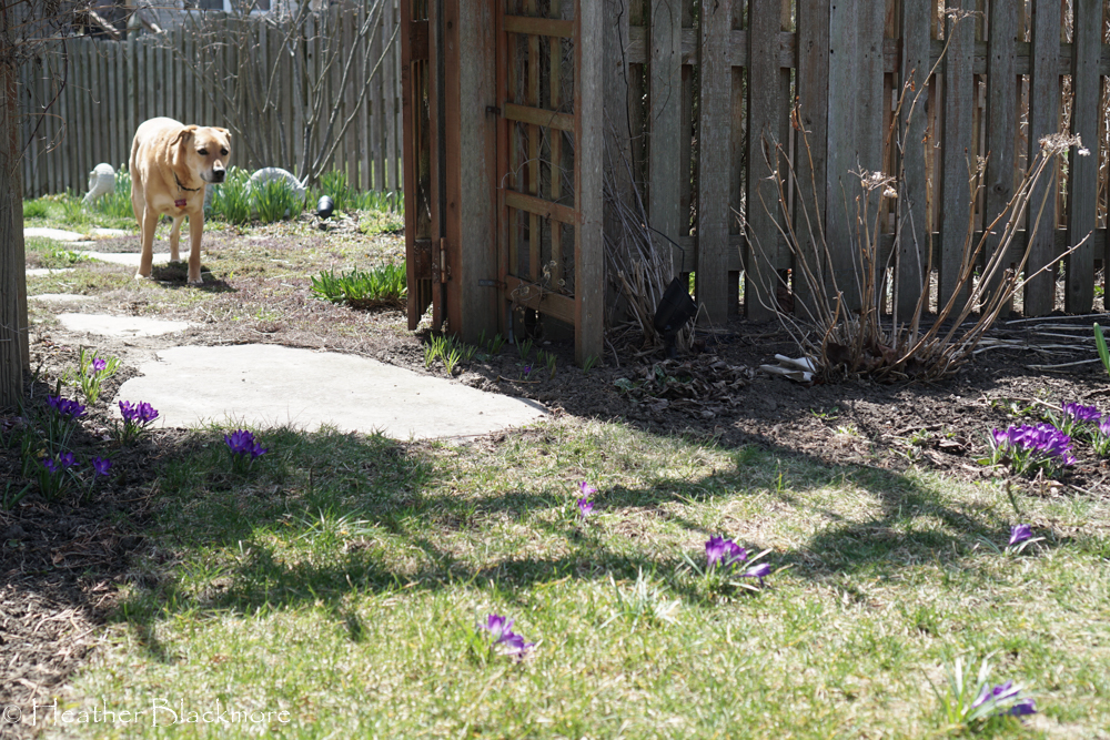 Dog and flowers of crocus bulbs