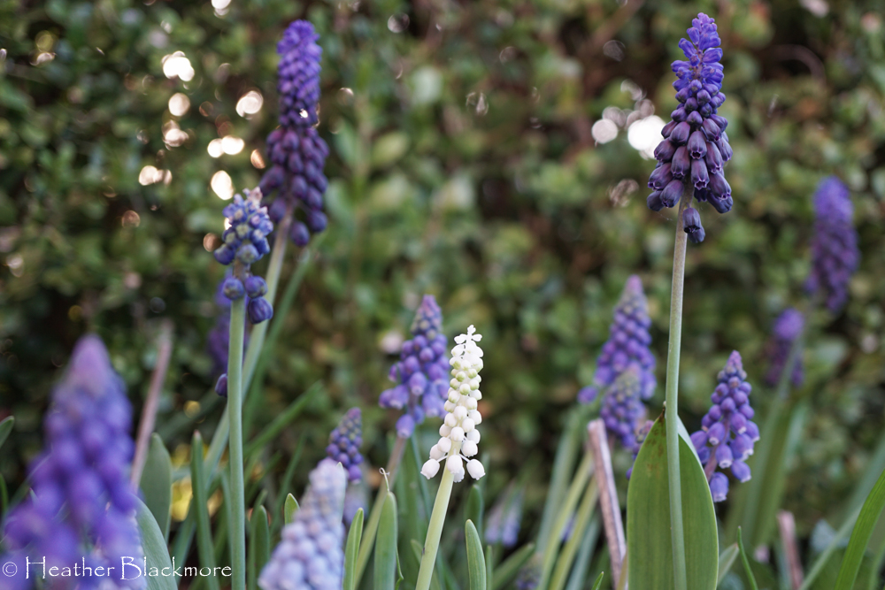 Muscari Bulbs