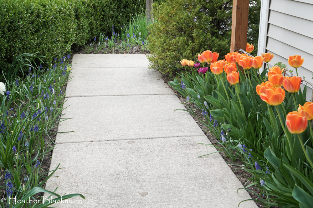 Bulbs Along Sidewalk