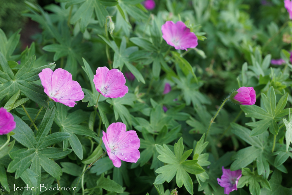Bloody Cranesbill
