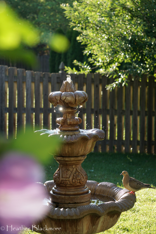 Dove on fountain