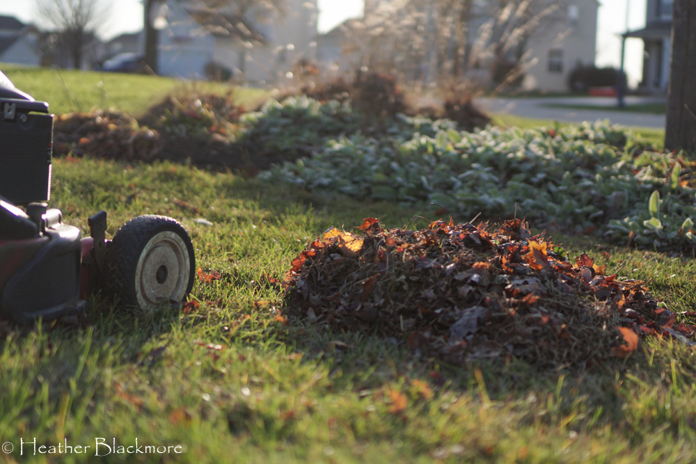 Mulched Leaves