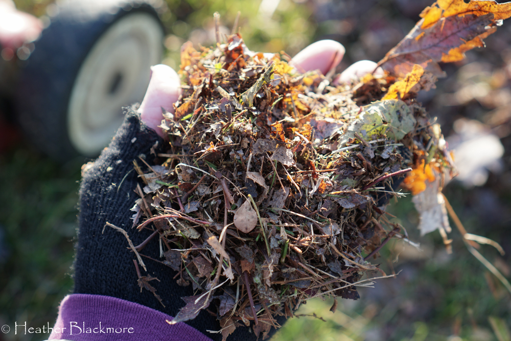 Handful of mulched leaves
