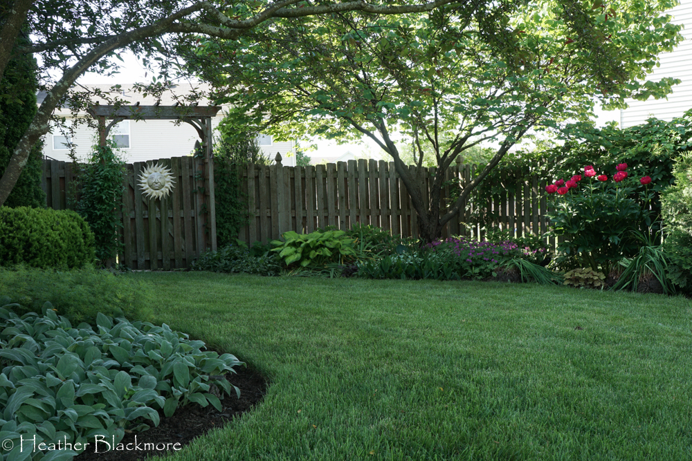 Peony in Shaded Landscape