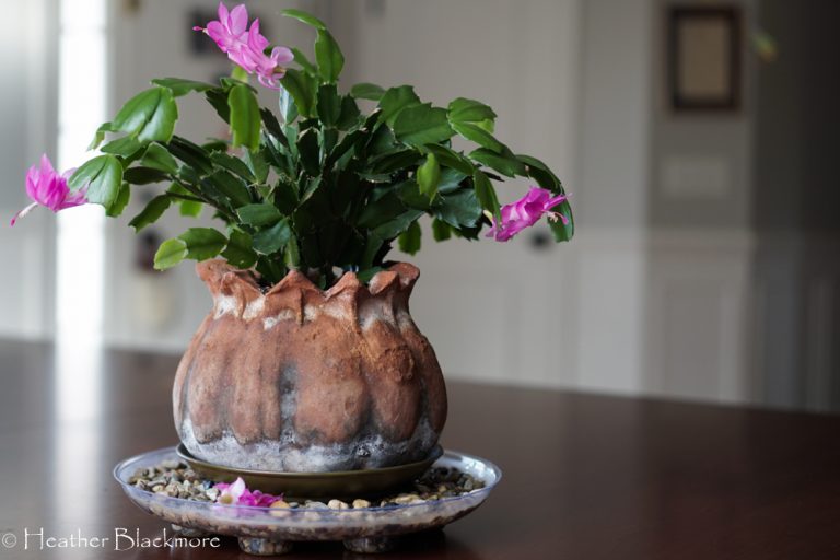 Christmas Cactus on table