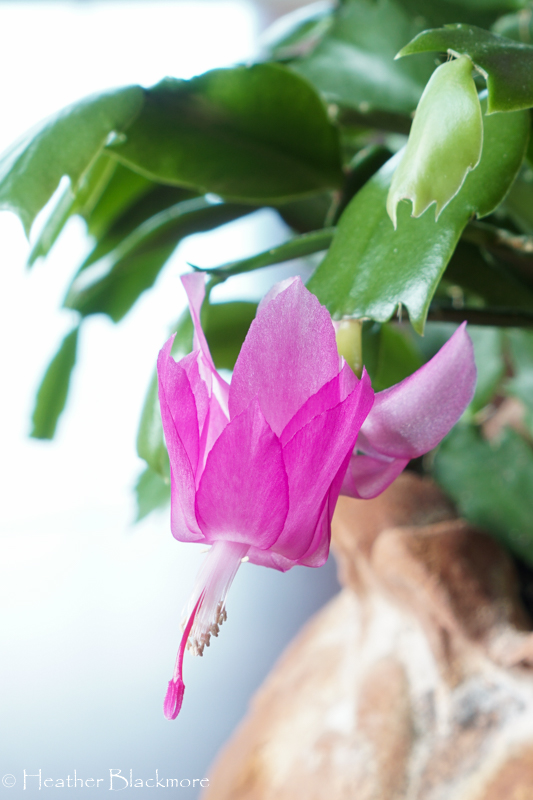 Christmas Cactus flower close-up