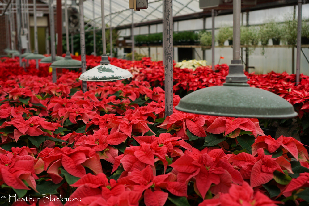 Red poinsettia