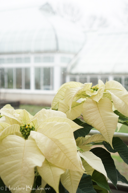 Poinsettia and greenhouse