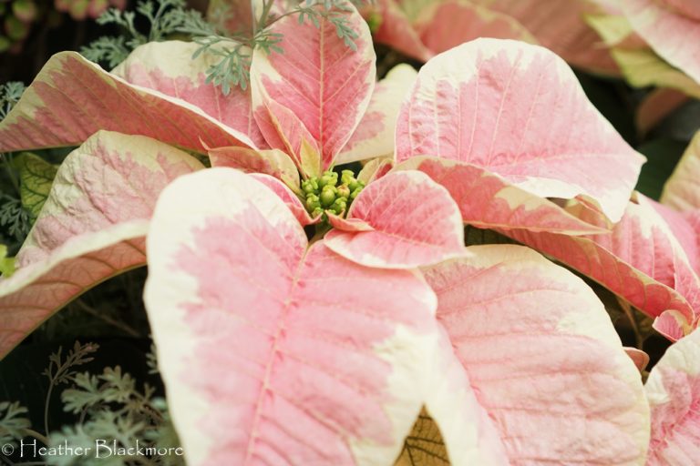 Pink poinsettia