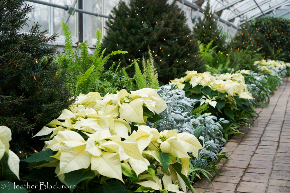 Poinsettia in border