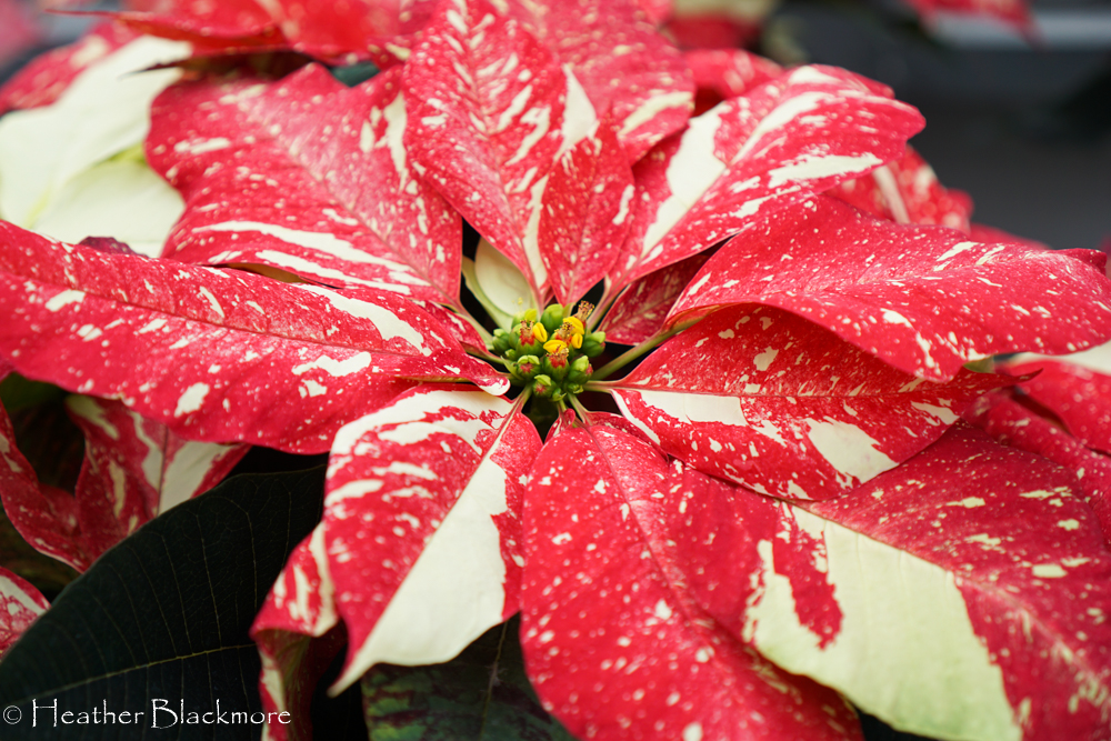 Jingle Bells Poinsettia