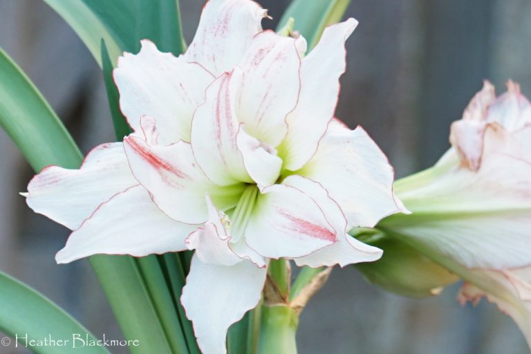 Aphrodite Amaryllis closeup