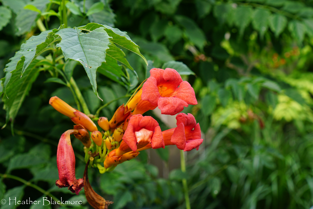 Trumpet Vine