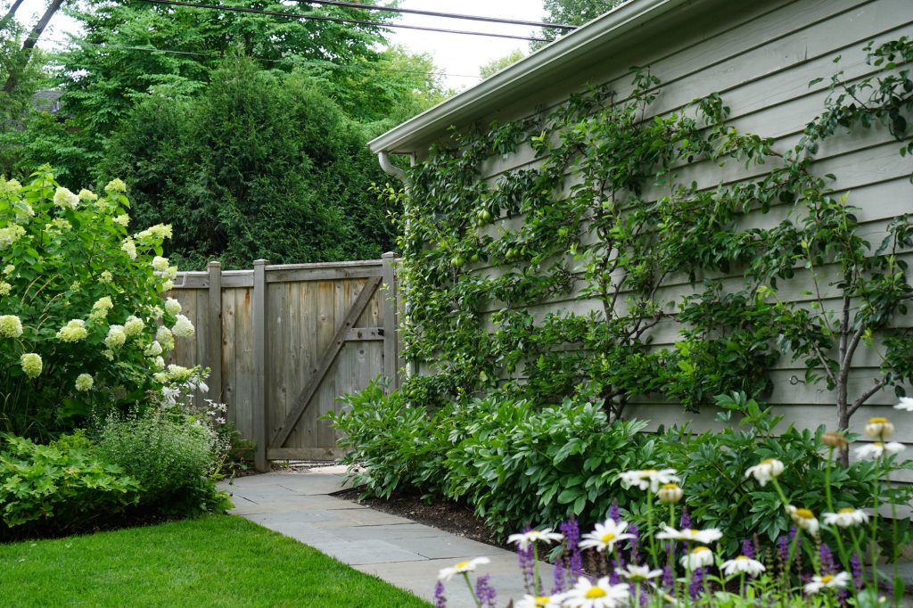 Urban garden espalier