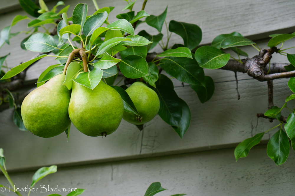 Espaliered pear
