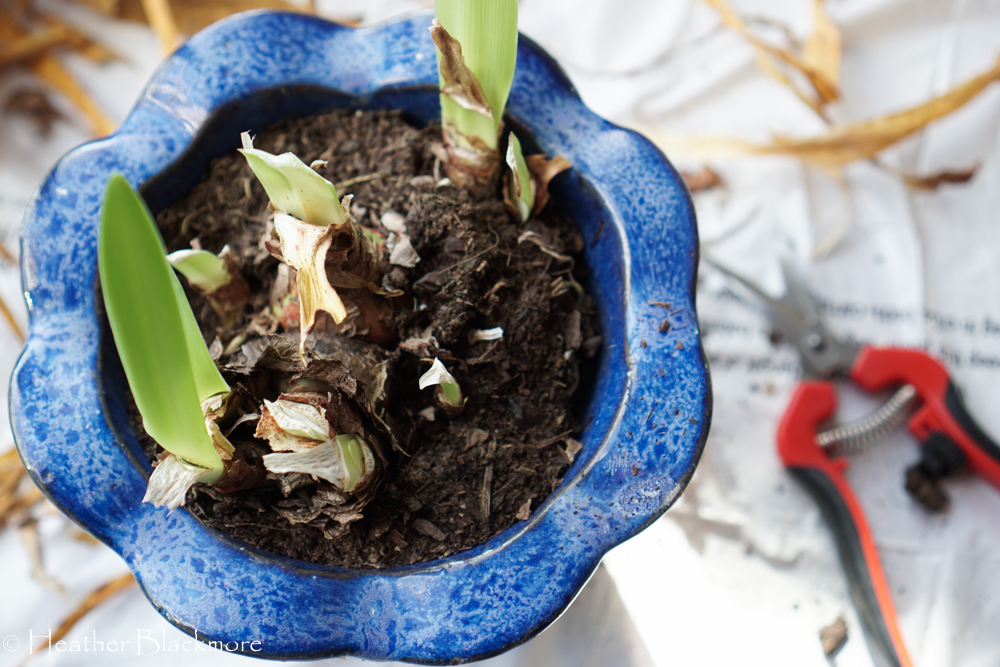 Amaryllis Clump to Divide