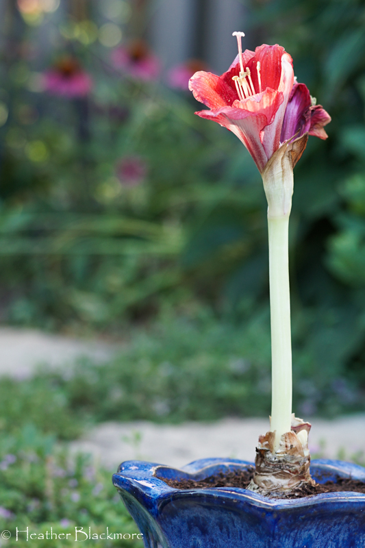 Red Lion Amaryllis