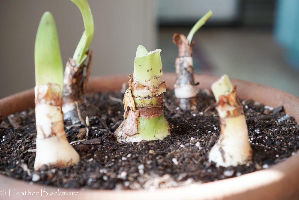 Divided Amaryllis in terracotta pot