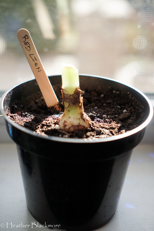 Labeled Amaryllis in black pots