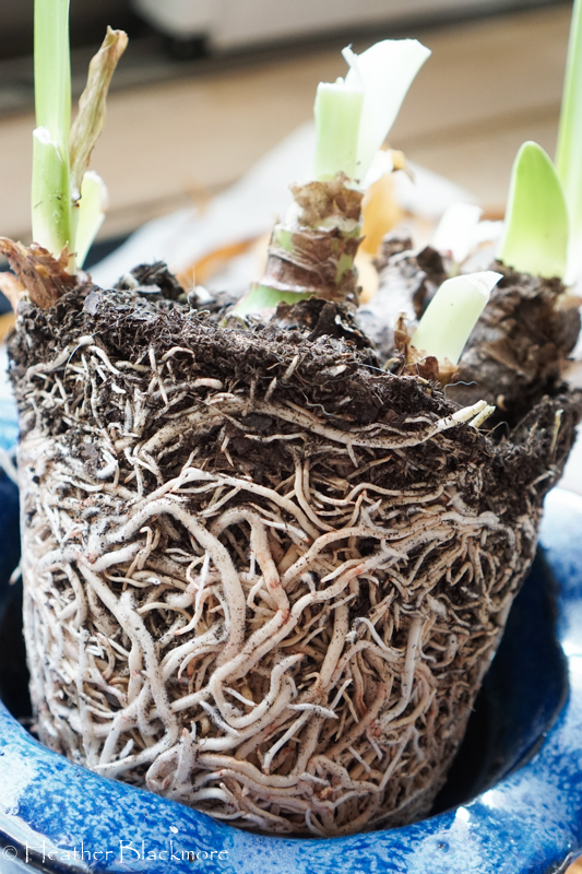 Root Bound Amaryllis