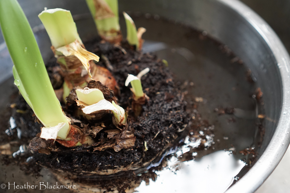 Soaking Amaryllis