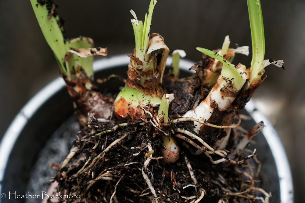 Amaryllis After Soaking