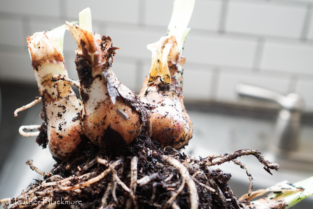 Amaryllis Bulbs closeup