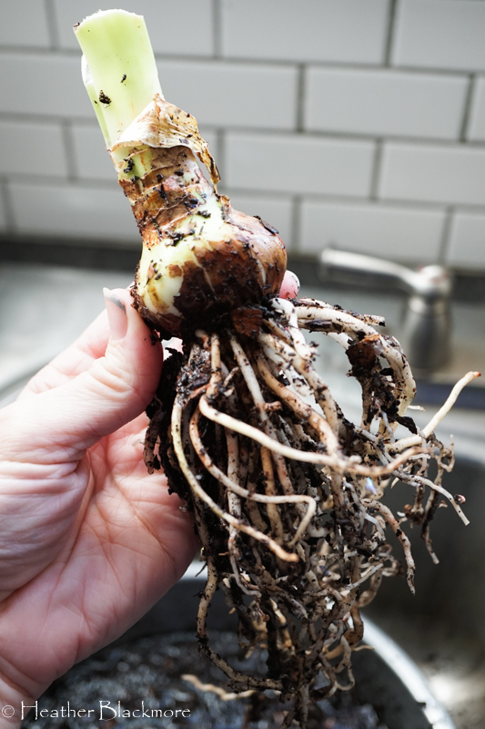 Single Amaryllis Bulb