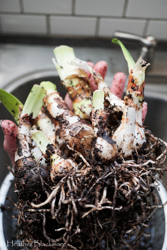 Clump of amaryllis bulbs