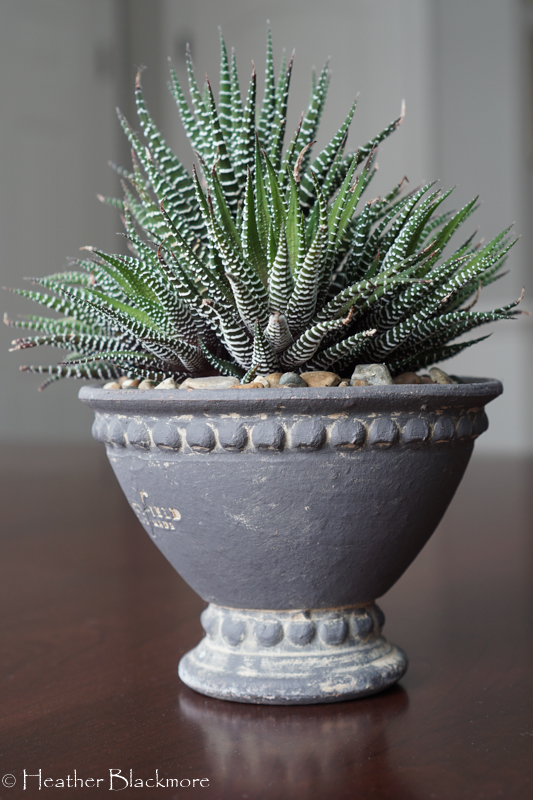 Howarthia houseplant