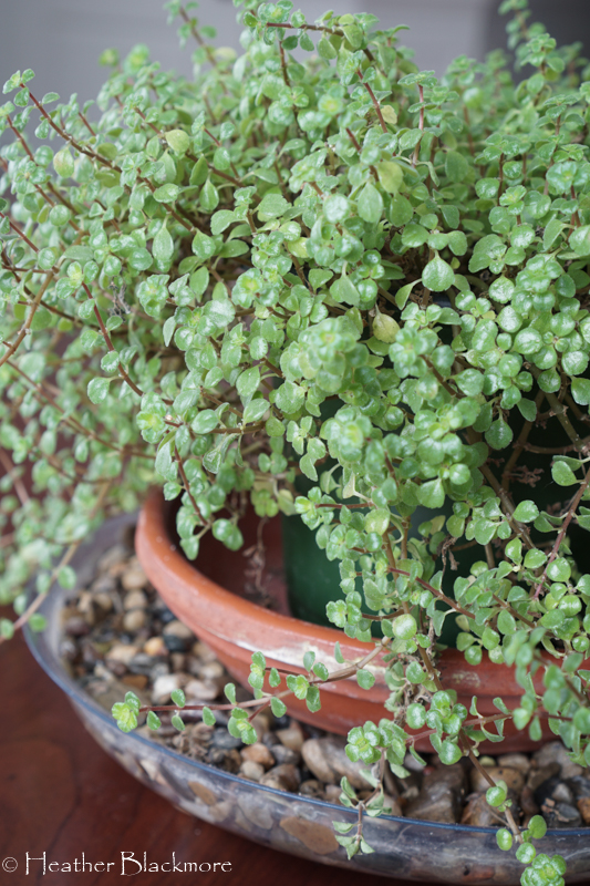 Pilea houseplant