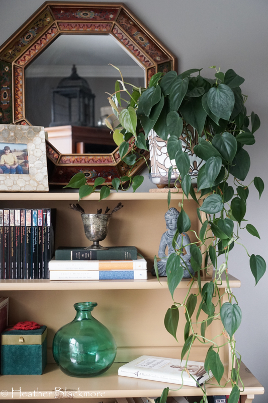 philodendron houseplant