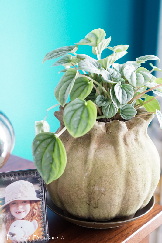 Peperomia houseplant
