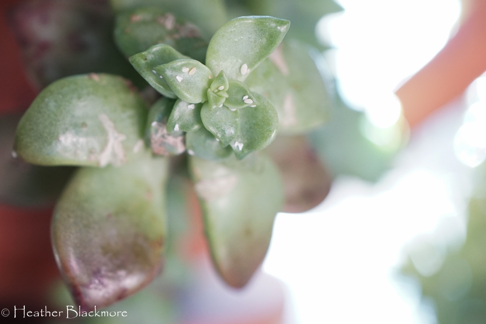 Cluster of mealybugs