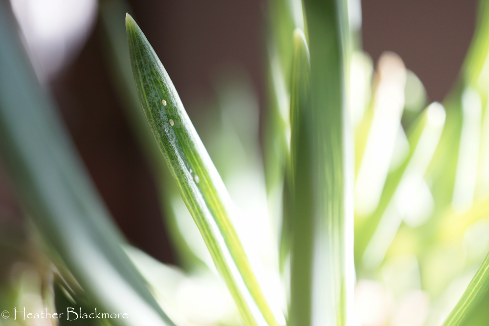 3 mealybugs on succulent leaf