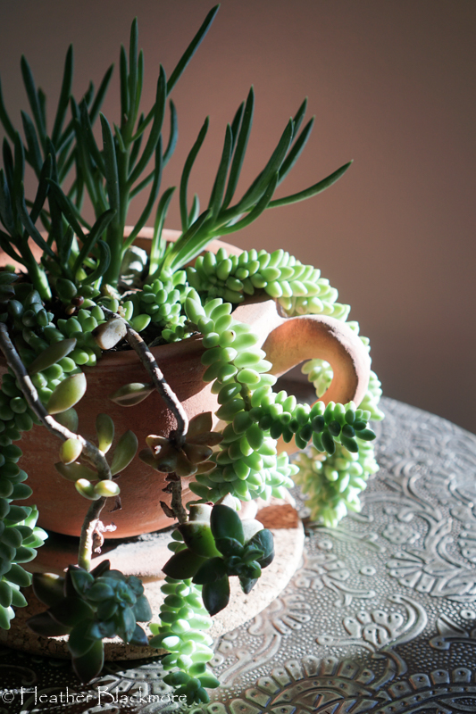 succulents in container