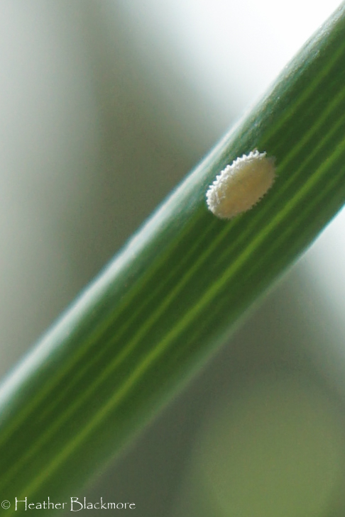 Mealybug closeup
