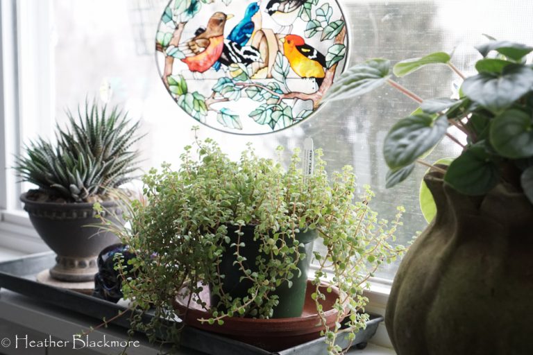 Houseplants on windowsill