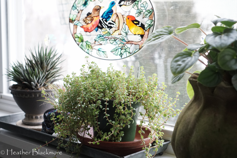 Houseplants on windowsill