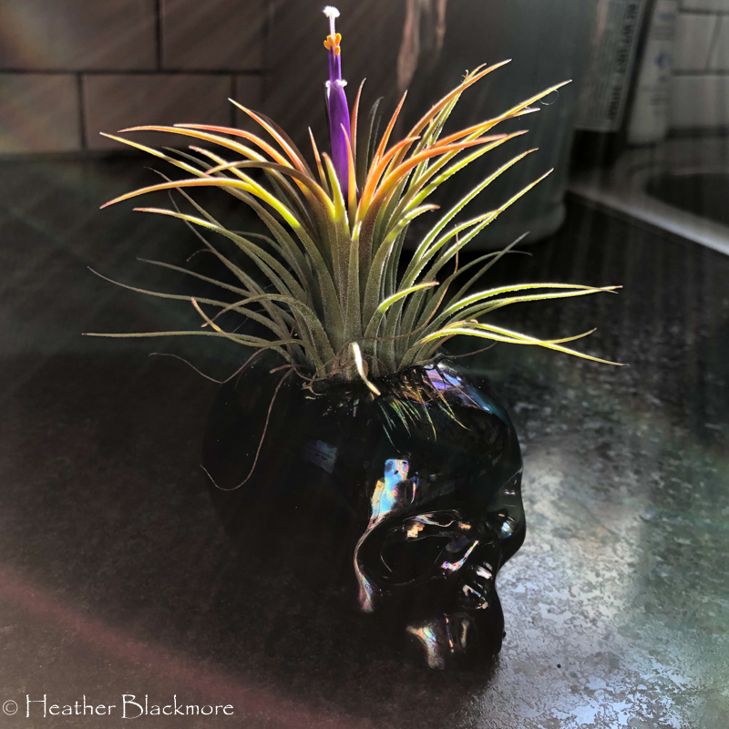 Air Plant in Flower