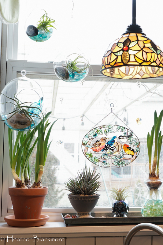 Hanging Air Plants