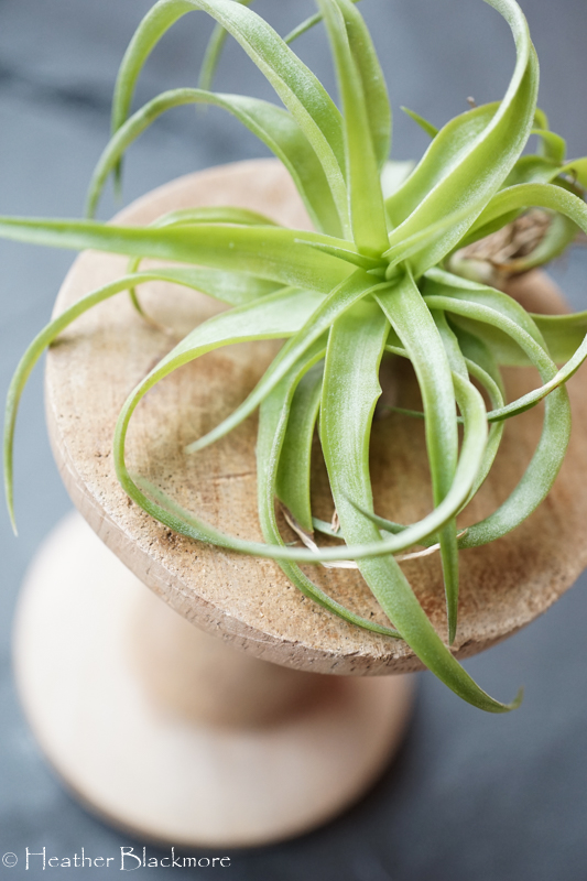 Air Plant on Spool