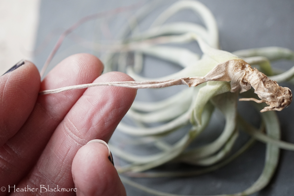 Dead leaves on air plant