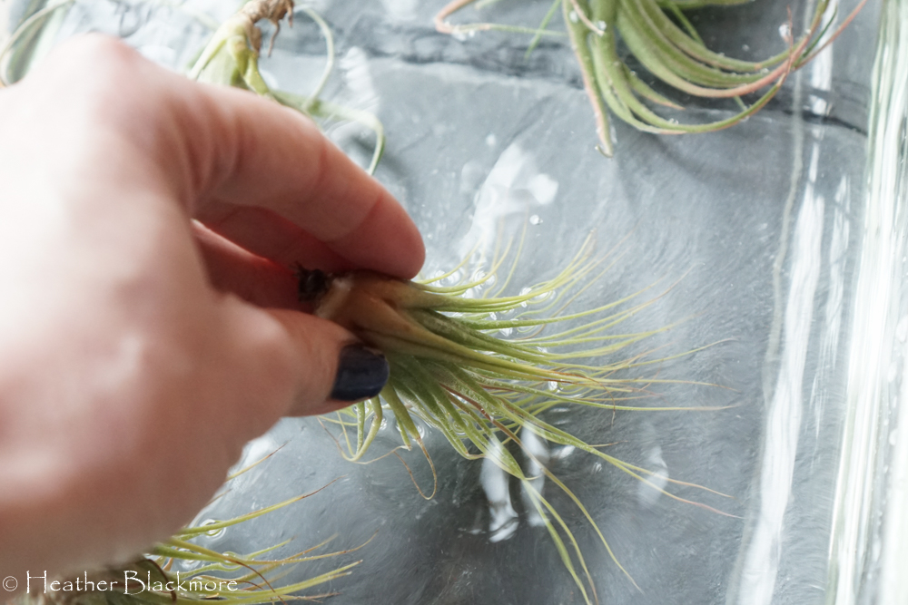 Air plant in water