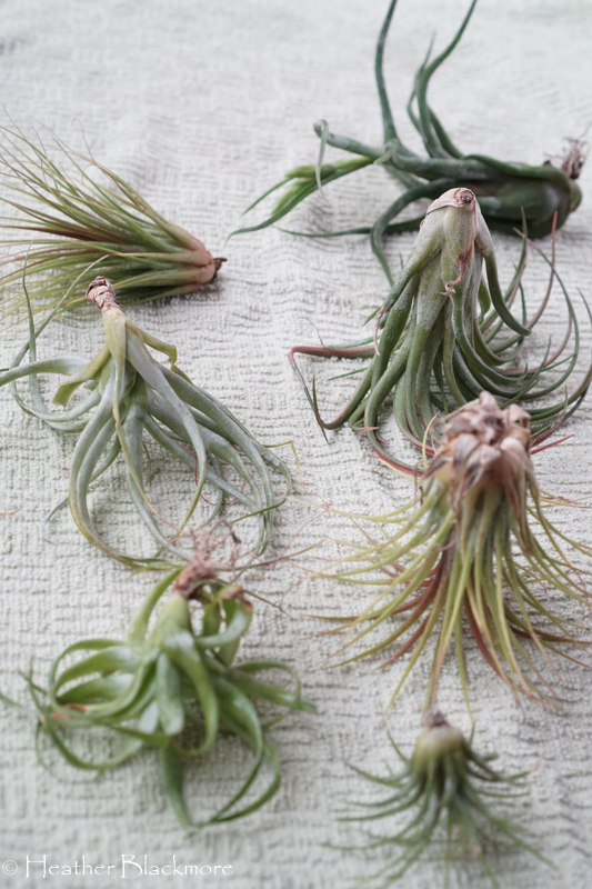 Drying Air Plants