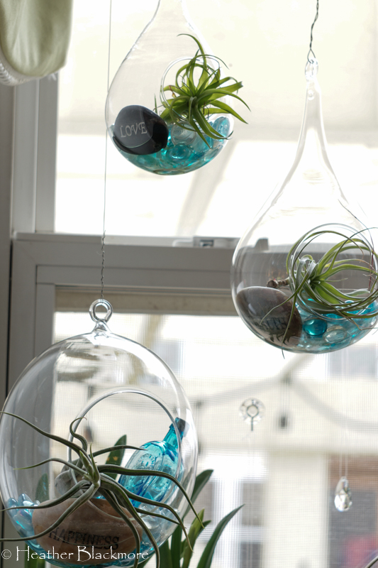 Trio of air plant glasses