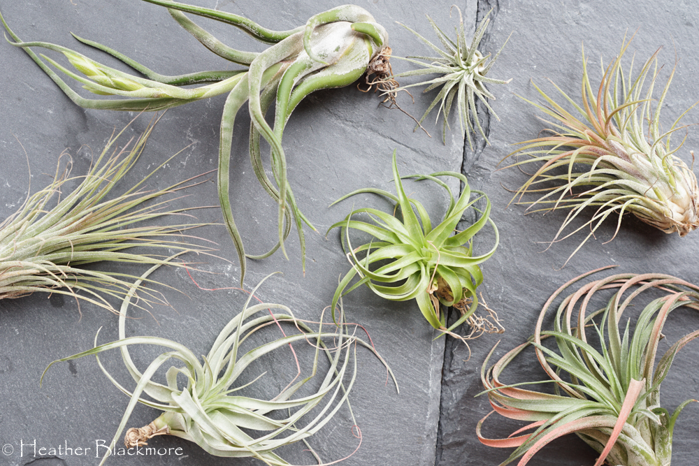 Air Plants on grey slate tile