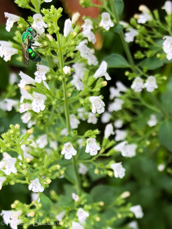 Calamintha nepeta with emerald green bee
