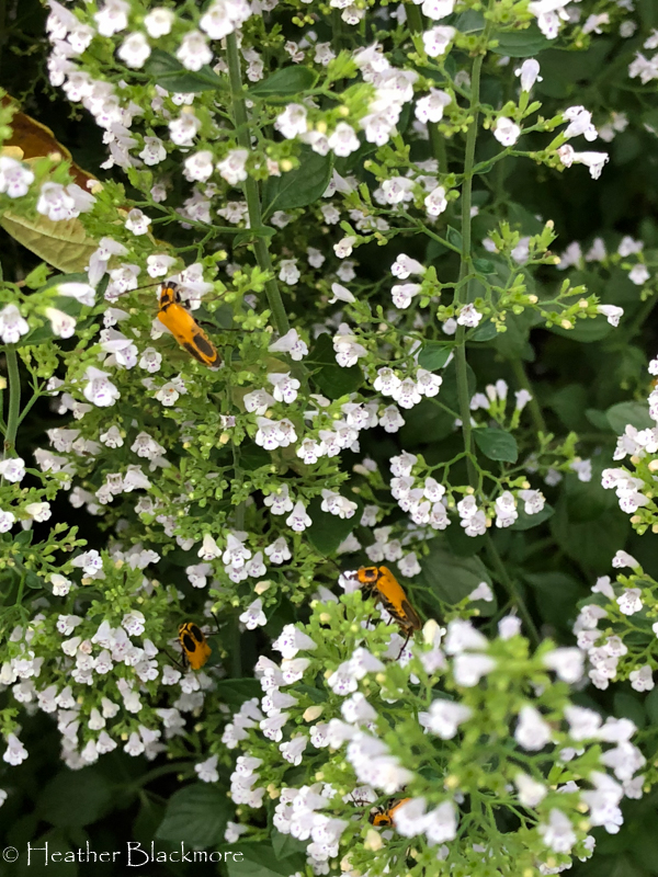 Calamintha nepeta with soldier beetles