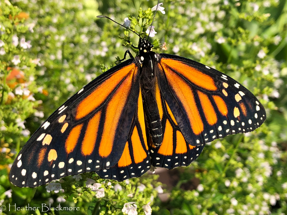 Calamintha nepeta with monarch